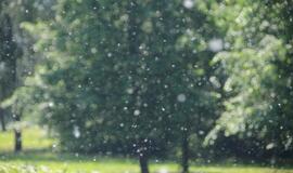 Klaipėdą apgaubė tuopų pūkų kilimas