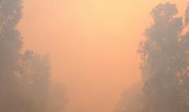 Gaisras Šilutės rajono durpyne