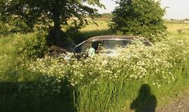 "Audi" sustabdė pakelės medis