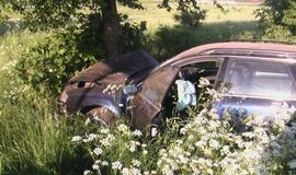 "Audi" sustabdė pakelės medis