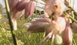 Po rūsčia išvaizda - meniška siela