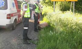 "Audi" sustabdė pakelės medis