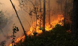 Gaisras Šilutės rajono durpyne