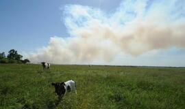 Gaisras Šilutės rajono durpyne