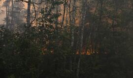 Gaisras Šilutės rajono durpyne