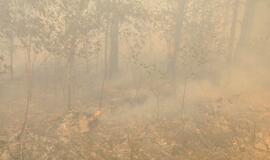 Gaisras Šilutės rajono durpyne