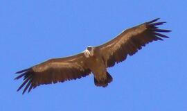 Vokietijos policininkams talkins grifai