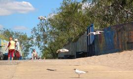 I Melnragė - prasta naujiena