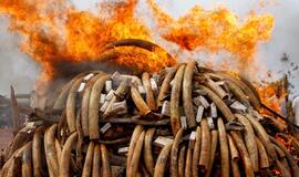 Kenijoje sudegintos beveik penkios tonos nelegalaus dramblio kaulo