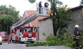 Klaipėdoje vėtra išvertė tris medžius