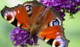 Liepos 8-oji: vardadieniai, dangaus kūnai, istorija