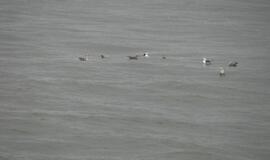 Nuleisti vainikai žuvusiems jūroje