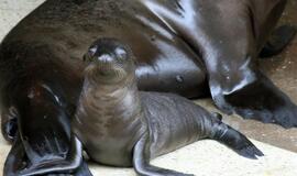 Kalifornijos jūrų liūtai