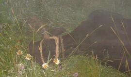 Automobilis rėžėsi į karves