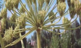 Specialistai pataria saugotis Sosnovskio barščių