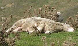 Avis apgirto prisiėdusi obuolių