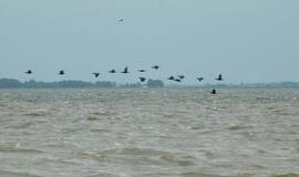 Dingęs žvejys dviem paroms buvo tapęs plaukiku