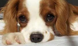 JAV: šuo užkando briliantų