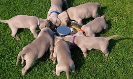 Šuniukai gimsta atbuli ar aukštyn kojom