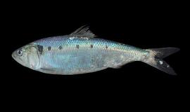 Už dvi perpeles – 300 litų bauda