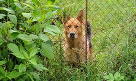 Visuomenės požiūris į gyvūnų laikymą kinta