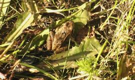 Avarija Jūrininkų ir Taikos prospektų sankryžoje