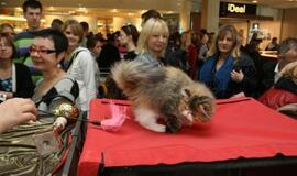 Kačių parodoje pasaulio čempionų titulai atiteko sfinksams bei Meino meškėnui