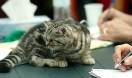 Tarptautinėje kačių parodoje