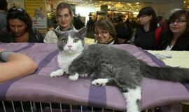 Kačių parodoje pasaulio čempionų titulai atiteko sfinksams bei Meino meškėnui