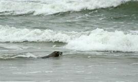 Į Baltijos jūrą paleisti ruoniukai