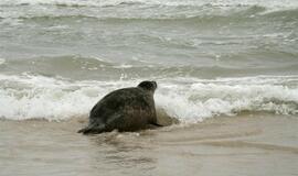 Į Baltijos jūrą paleisti ruoniukai