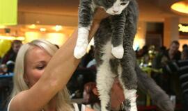 Kačių parodoje pasaulio čempionų titulai atiteko sfinksams bei Meino meškėnui