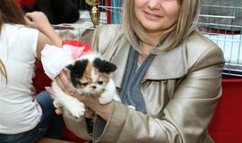 Kačių parodoje pasaulio čempionų titulai atiteko sfinksams bei Meino meškėnui