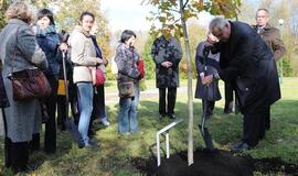 Draugystė, paženklinta klevo ir ąžuolo