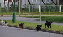 Klaipėda: VE.lt pristato spalio 26-osios įvykius