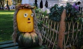 Derliaus šventėje Kretingoje - moliūgai milžinai