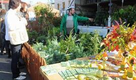 Derliaus šventėje Kretingoje - moliūgai milžinai