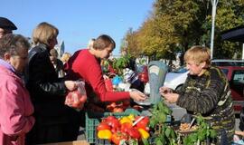 Derliaus šventėje Kretingoje - moliūgai milžinai