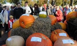 Derliaus šventėje Kretingoje - moliūgai milžinai