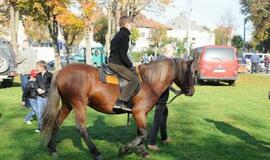 Derliaus šventėje Kretingoje - moliūgai milžinai