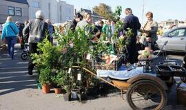 Derliaus šventėje Kretingoje - moliūgai milžinai