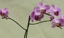Botanikai atrado tik naktį žydinčią orchidėją