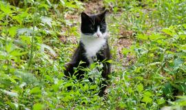 Dėl į sodą užsukančios katės iškvietė policiją