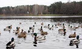 Lapkričio 13-oji: vardadieniai, dangaus kūnai, istorija