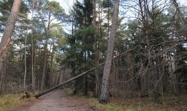 Stichijos padariniai Klaipėdoje