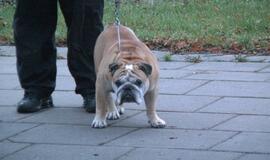 "Mercedes" atsitrenkė į autobusą