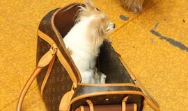 Vagis Diuseldorfo oro uoste pavogė rankinę, kurioje lindėjo šuniukas