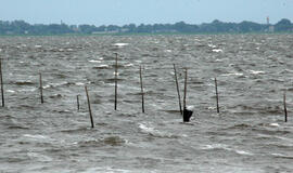 Gamtos gelbėtojų akys krypsta į Kuršių marias
