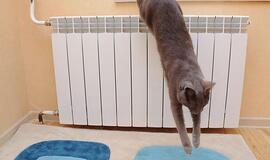 Gyvename bananų respublikoje