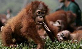 Orangutangai per "iPad" galės bendrauti su kitų zoologijos sodų gyventojais